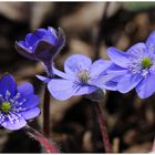 --- Leberblümchen ---