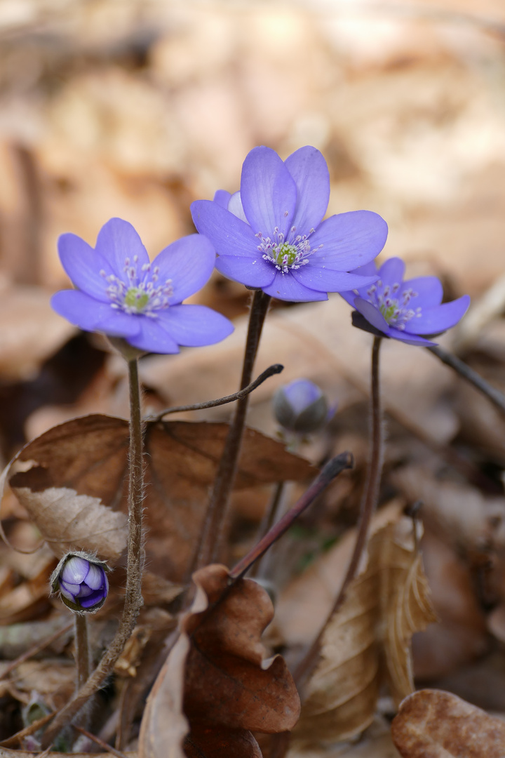 Leberblümchen