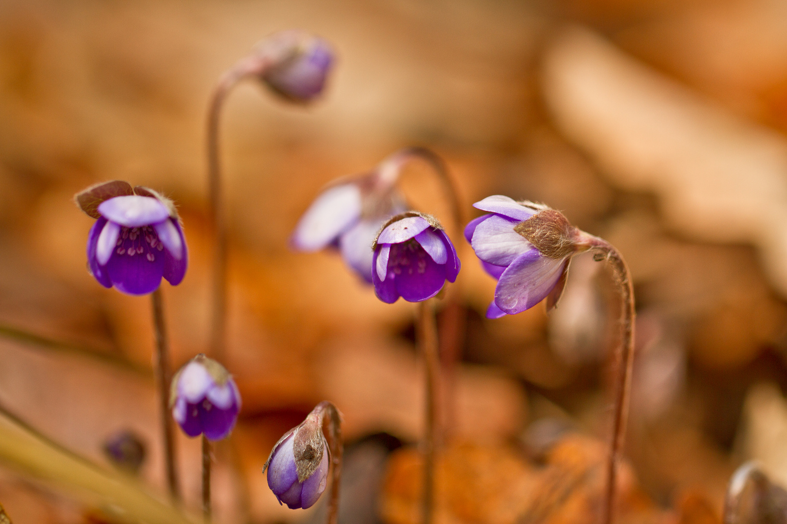 Leberblümchen ...