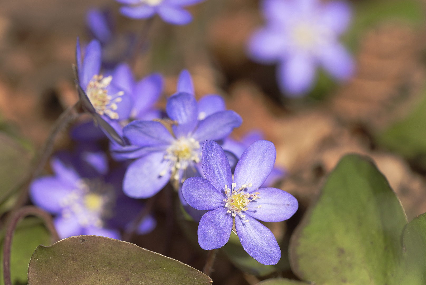 Leberblümchen