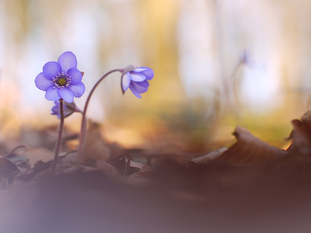 Leberblümchen