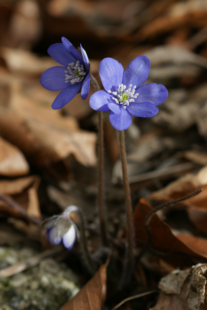 Leberblümchen