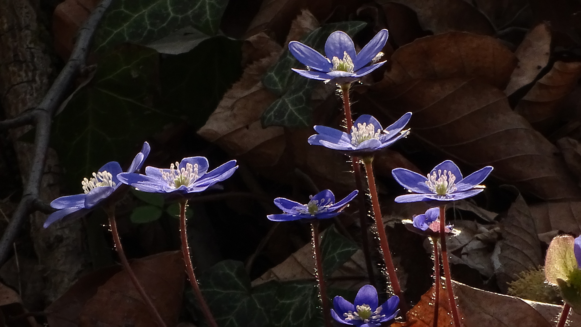 Leberblümchen