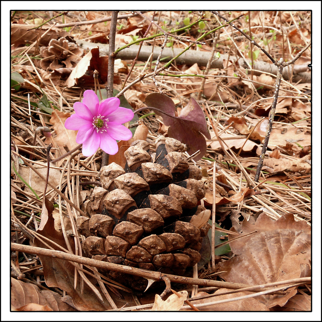 Leberblümchen