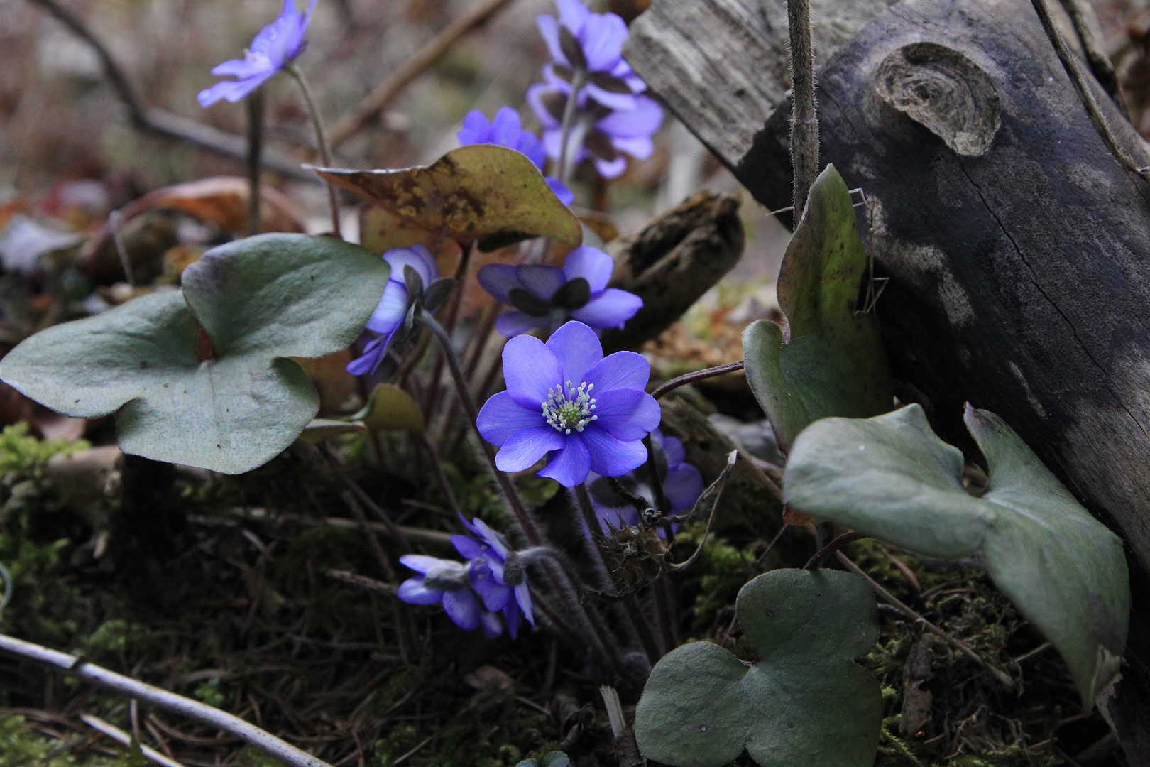 Leberblümchen