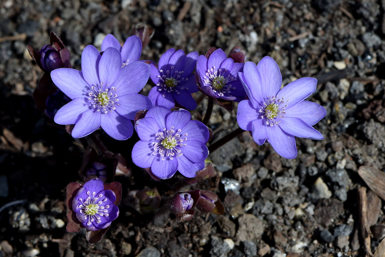 Leberblümchen