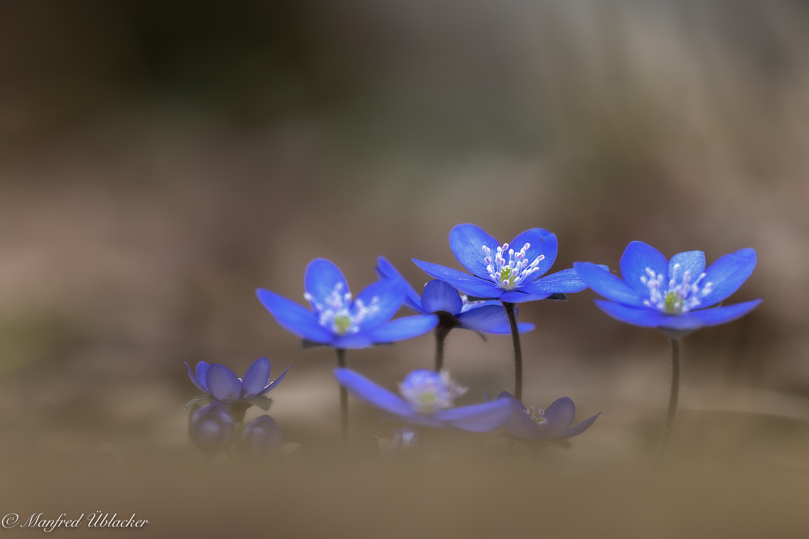 Leberblümchen ...