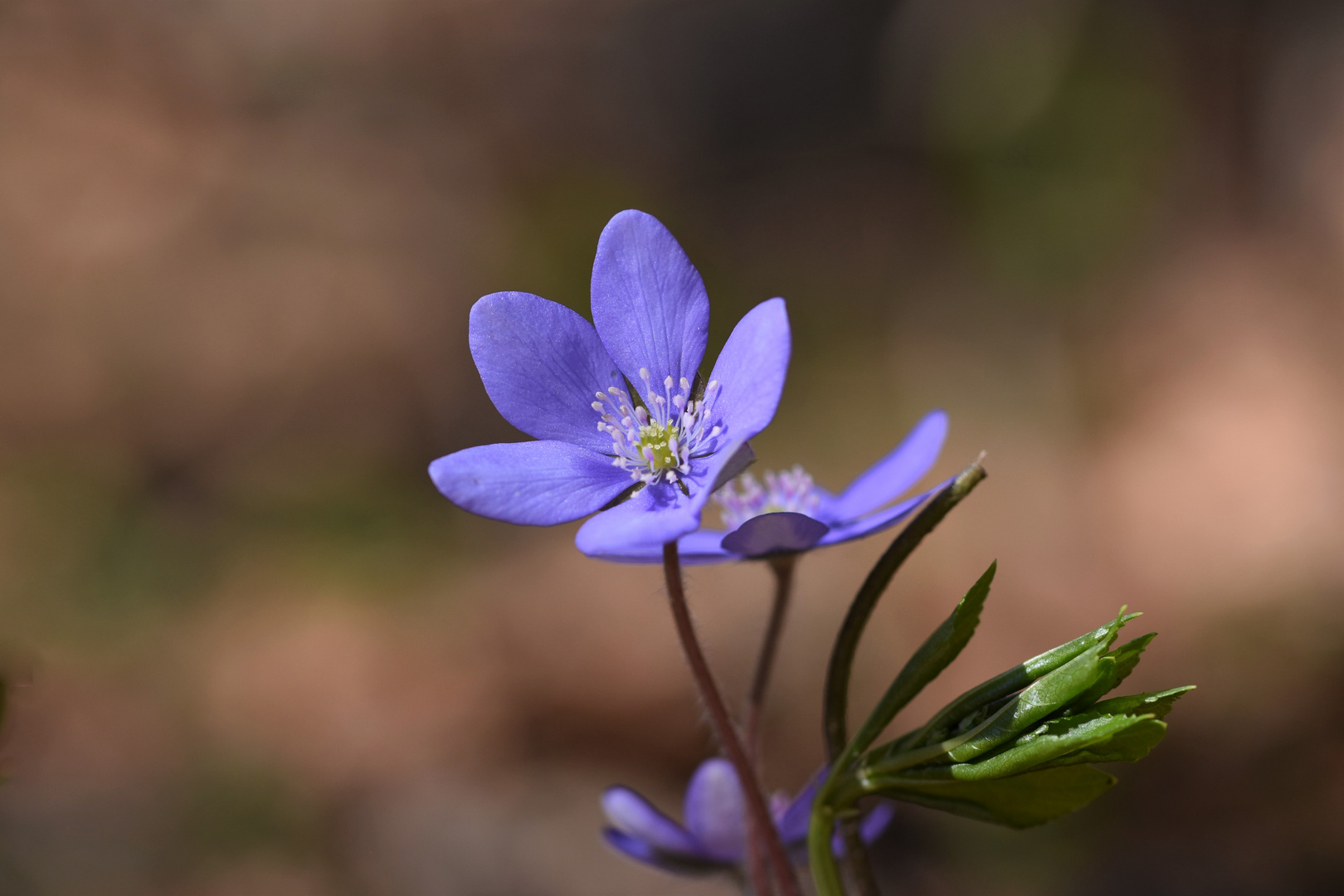 Leberblümchen