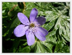 Leberblümchen