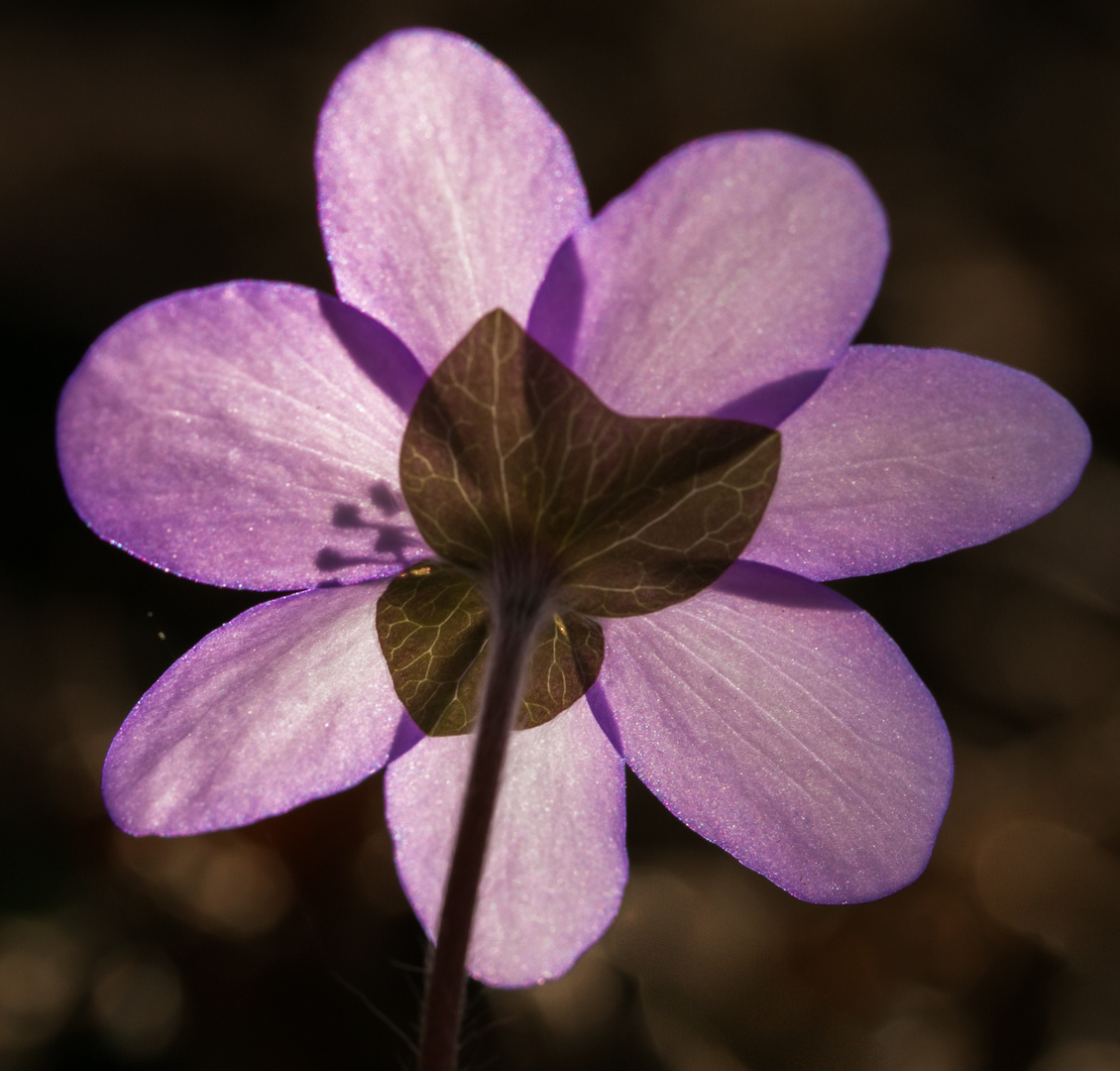 Leberblümchen