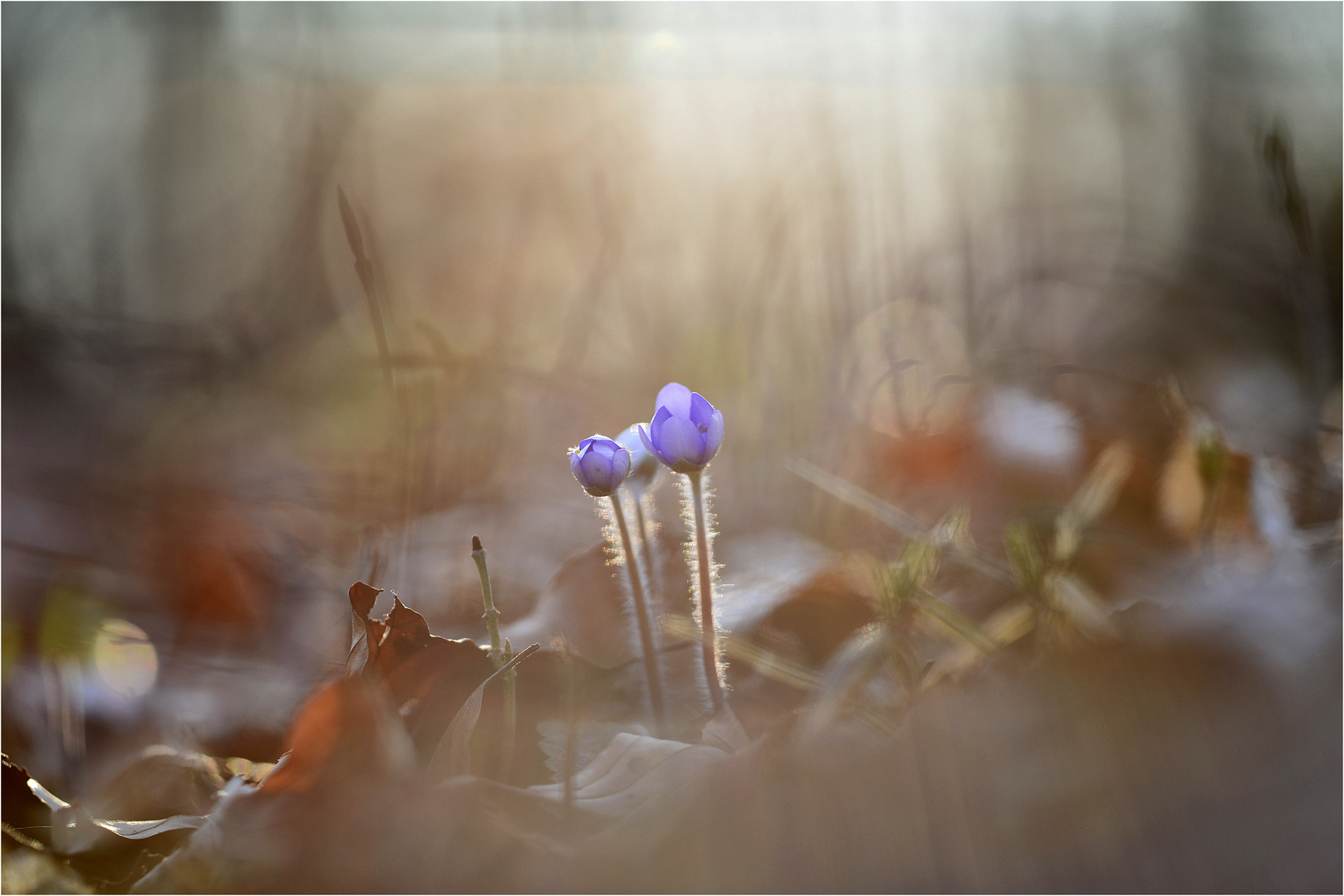 Leberblümchen