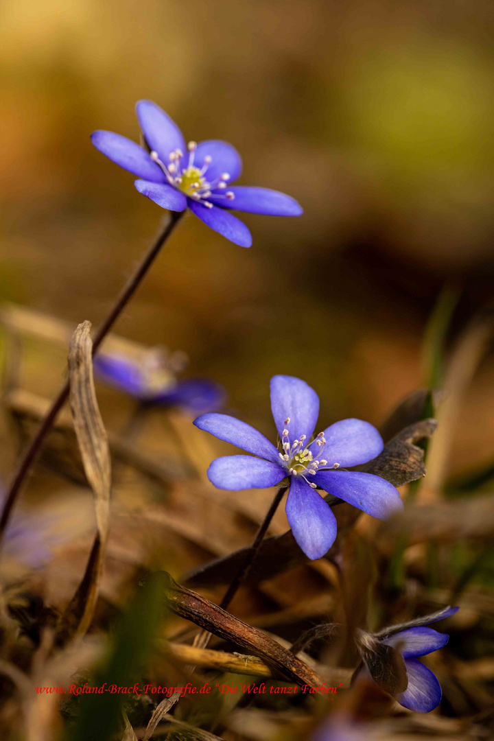 Leberblümchen 