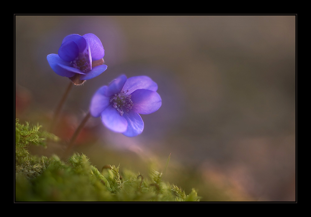 Leberblümchen...