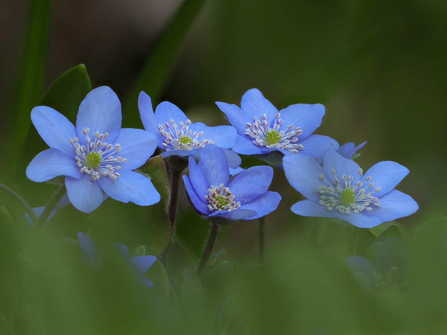 Leberblümchen