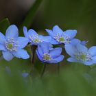 Leberblümchen