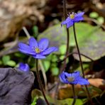 ~ Leberblümchen ~