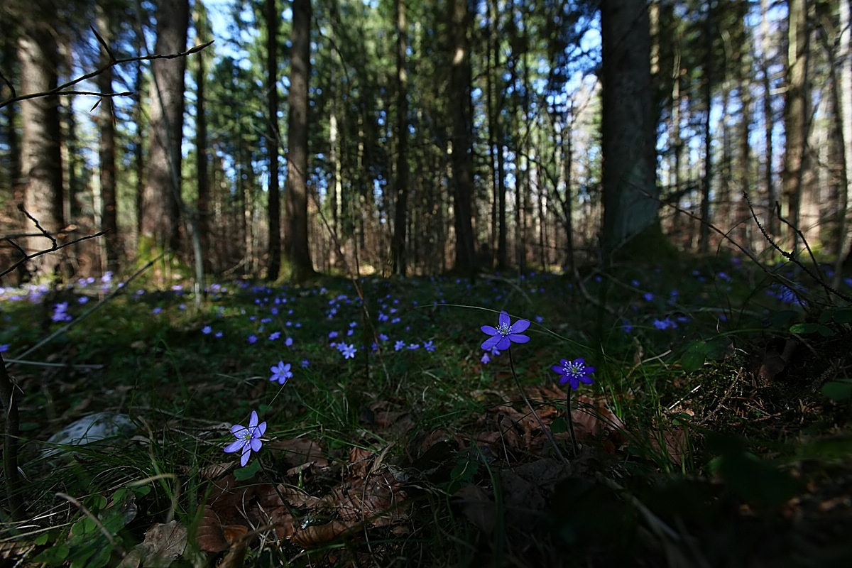 Leberblümchen