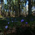 Leberblümchen