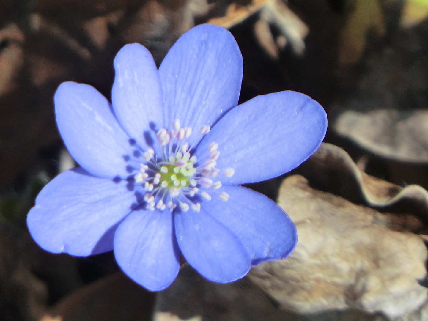 Leberblümchen