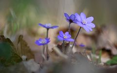 Leberblümchen