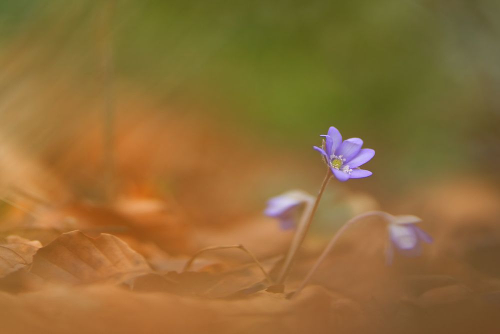 Leberblümchen