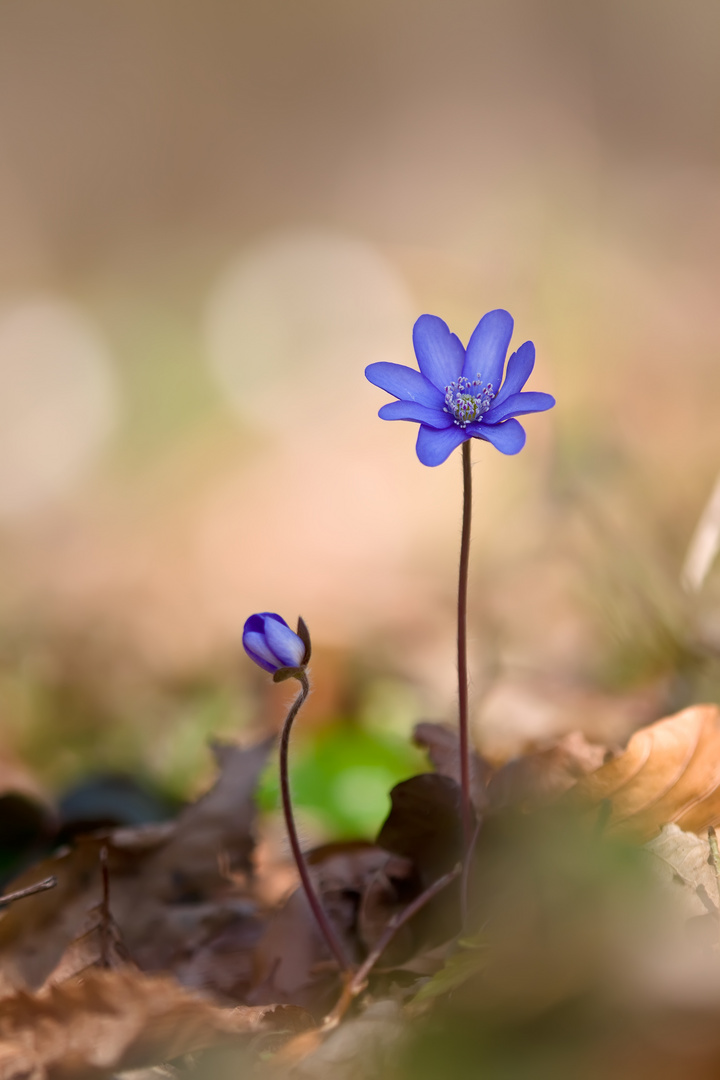 Leberblümchen 8/11