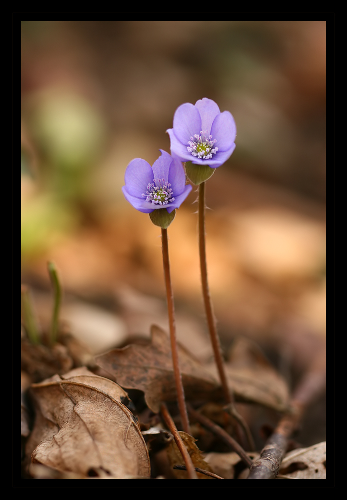 Leberblümchen