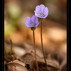 Leberblümchen