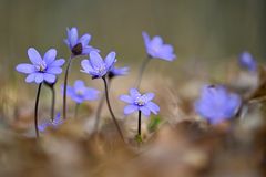 Leberblümchen