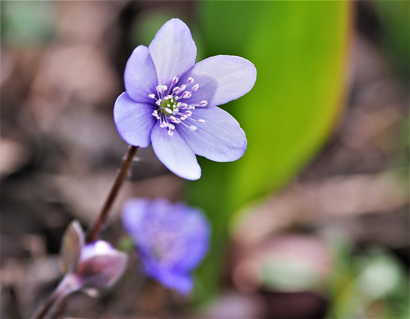 Leberblümchen