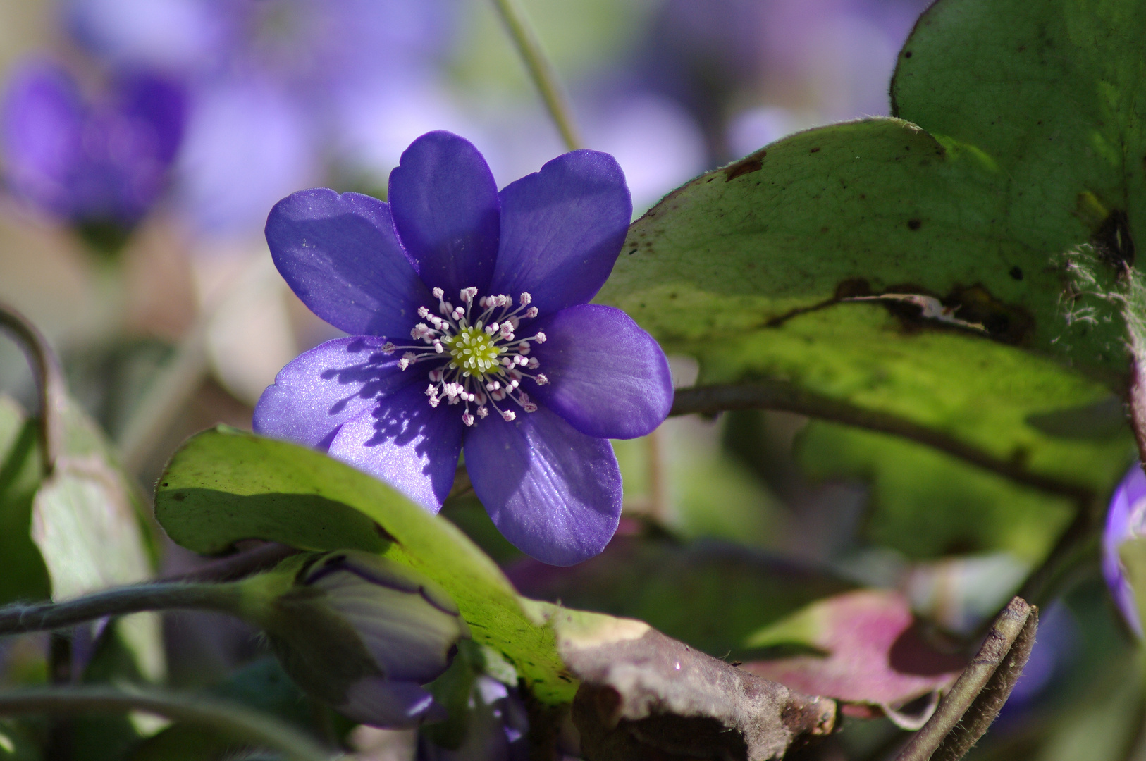 Leberblümchen