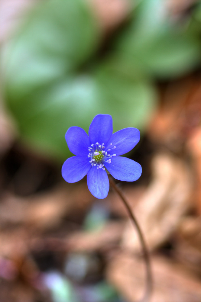 Leberblümchen von Christoph Sackl 