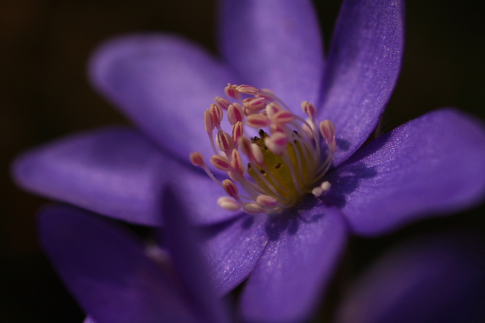 Leberblümchen