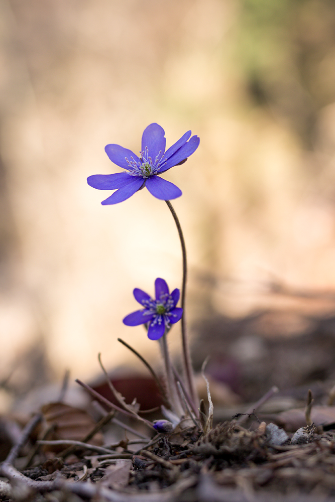 Leberblümchen