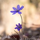 Leberblümchen