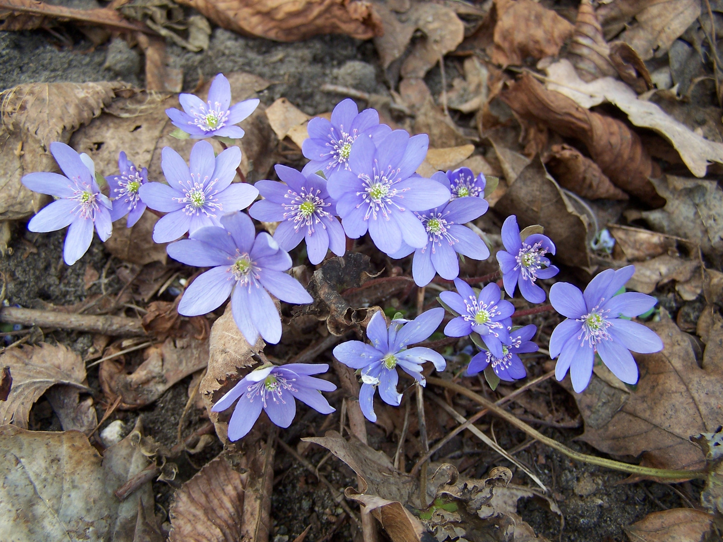 Leberblümchen