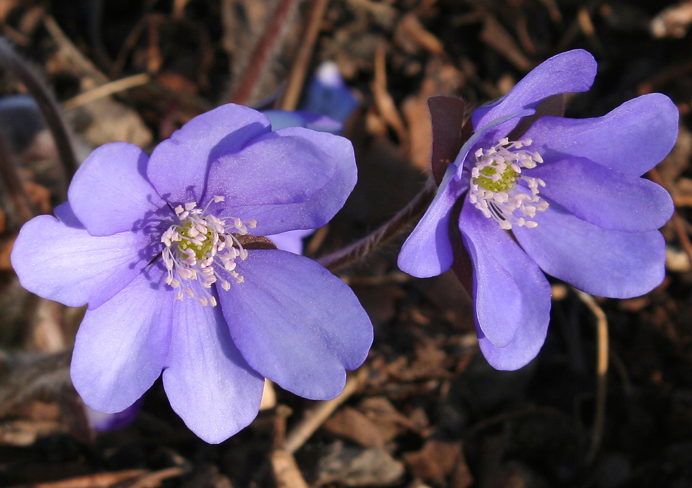 Leberblümchen