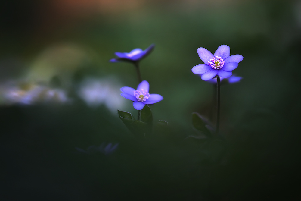 Leberblümchen