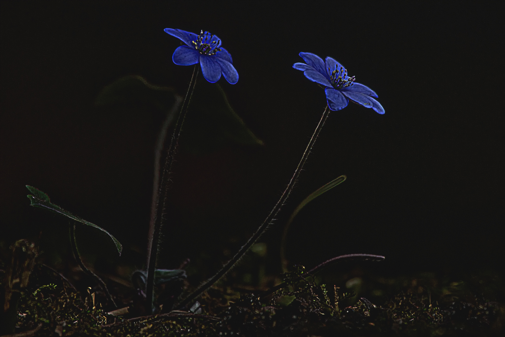 Leberblümchen