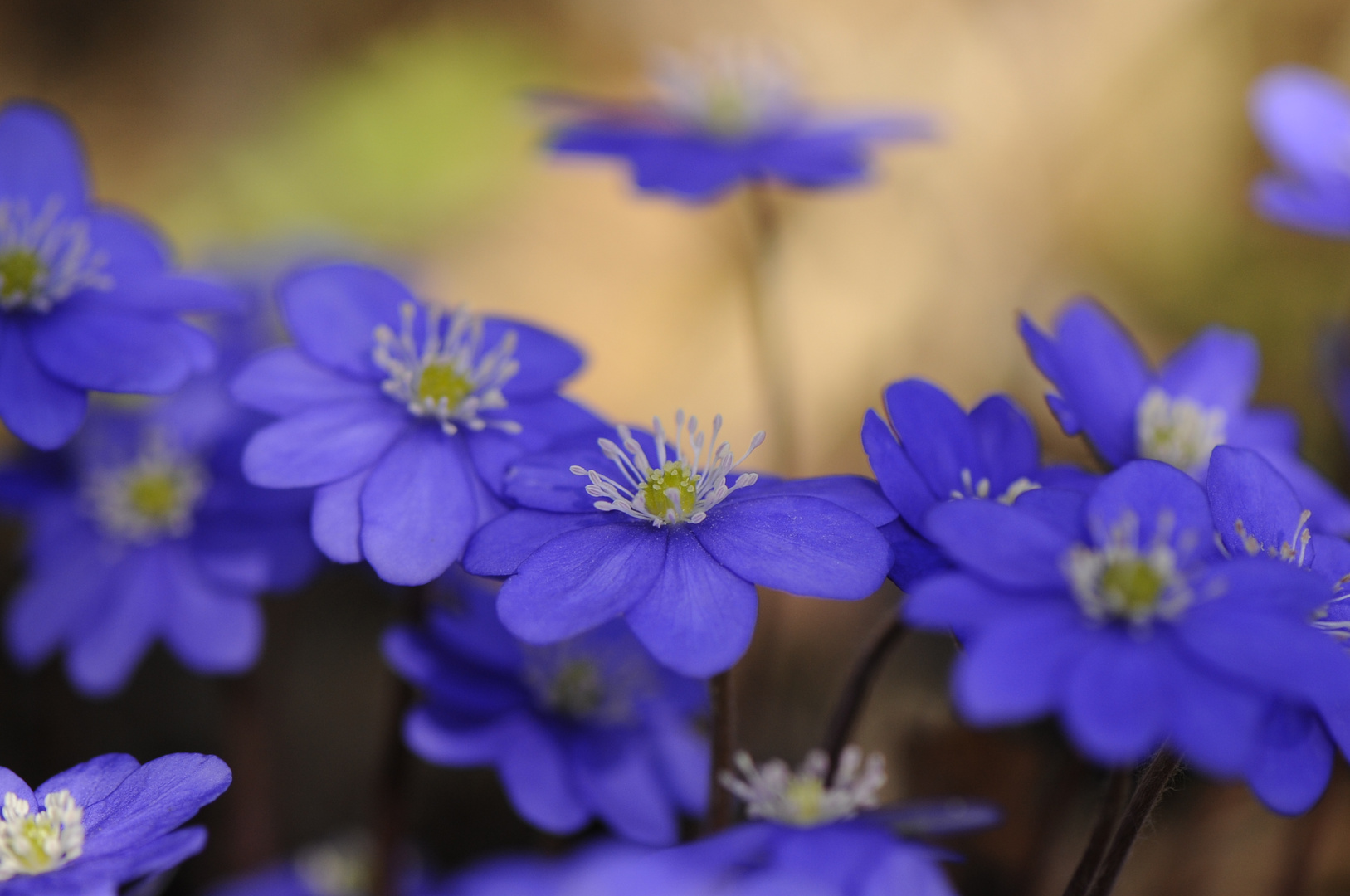 Leberblümchen