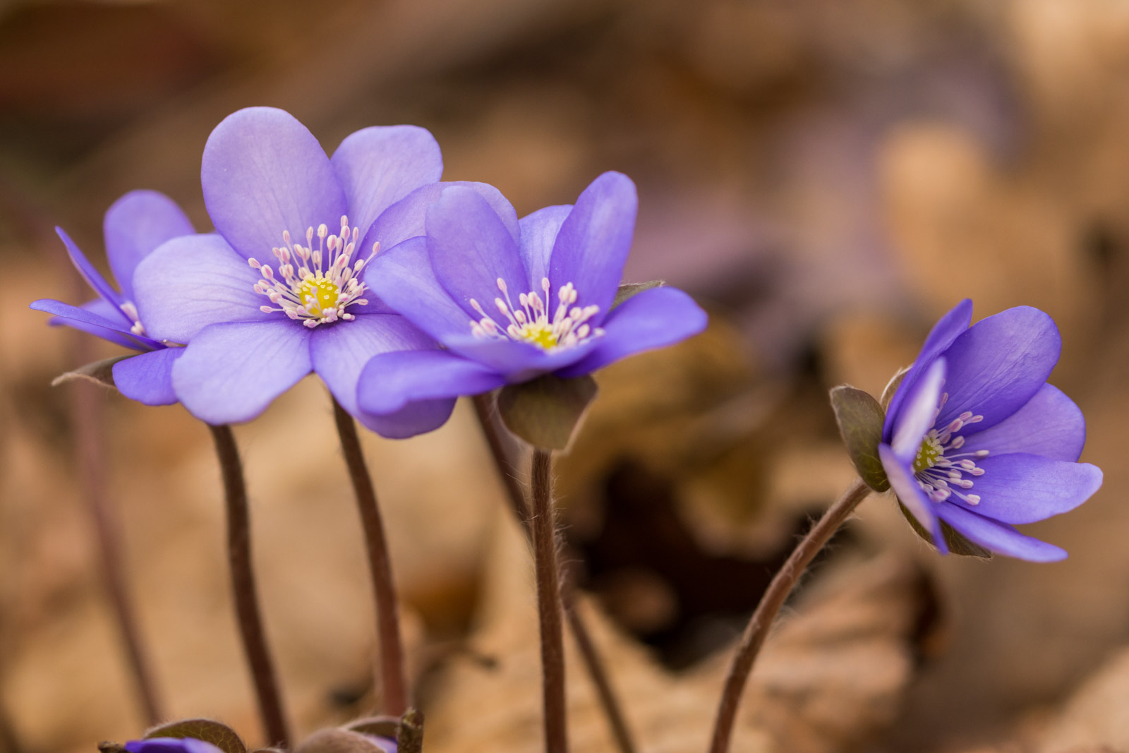 Leberblümchen