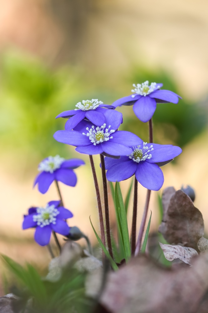 Leberblümchen