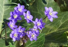 Leberblümchen