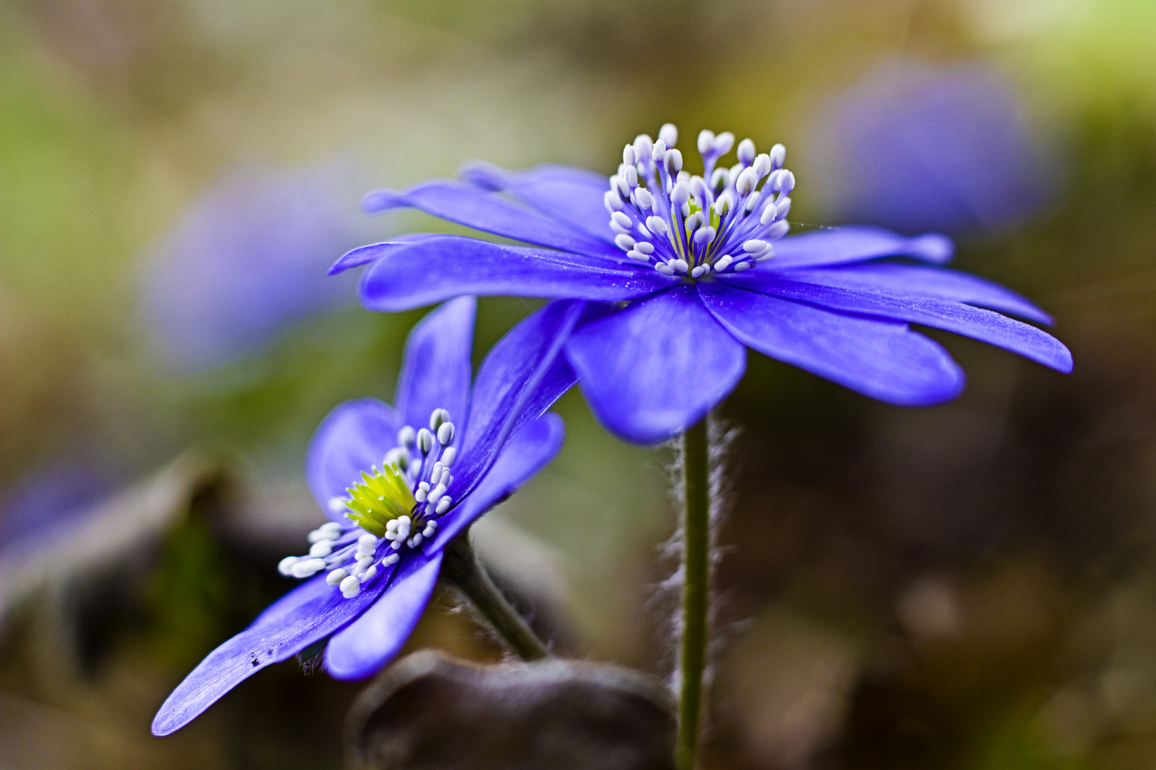 Leberblümchen