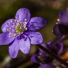 Leberblümchen ...