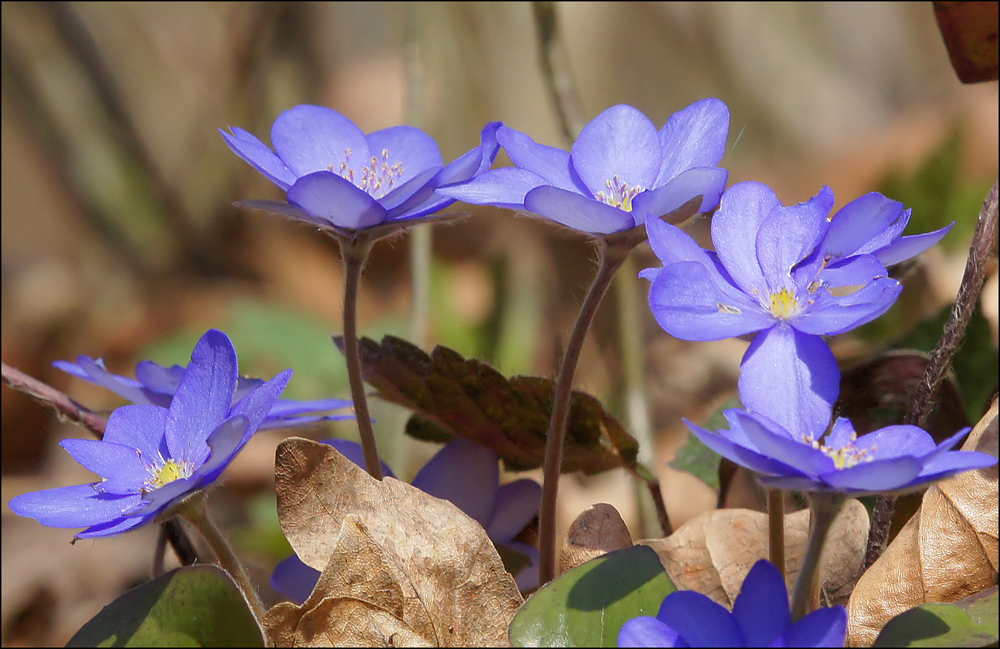 Leberblümchen