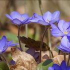 Leberblümchen