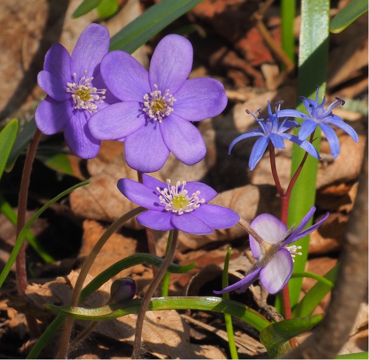 Leberblümchen