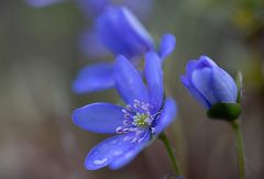 Leberblümchen