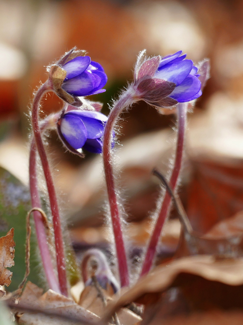 Leberblümchen